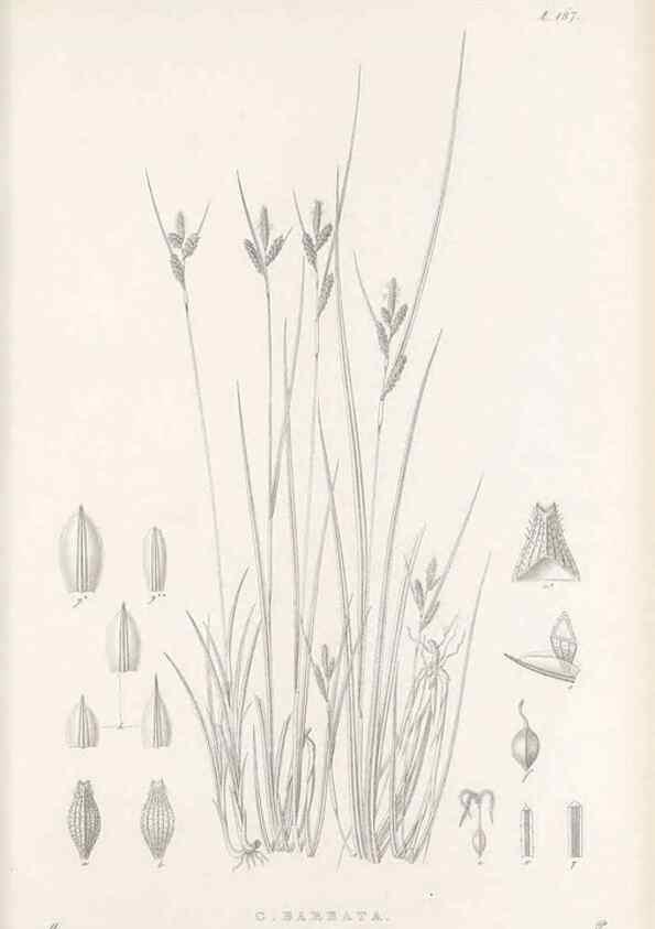 Reproducción/Reproduction 48682930686: Illustrations of the genus Carex. London :William Pamplin,1858-1867.. 