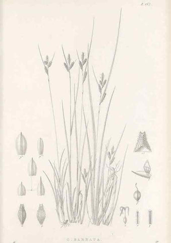 Reproducción/Reproduction 48682930686: Illustrations of the genus Carex. London :William Pamplin,1858-1867.. 