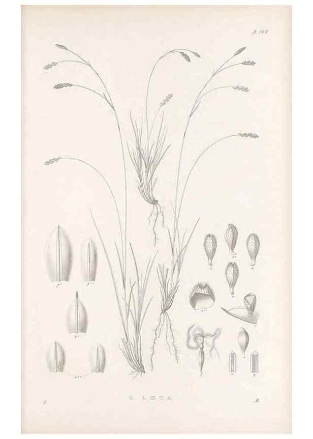 Reproducción/Reproduction 48683105397: Illustrations of the genus Carex. London :William Pamplin,1858-1867.. 