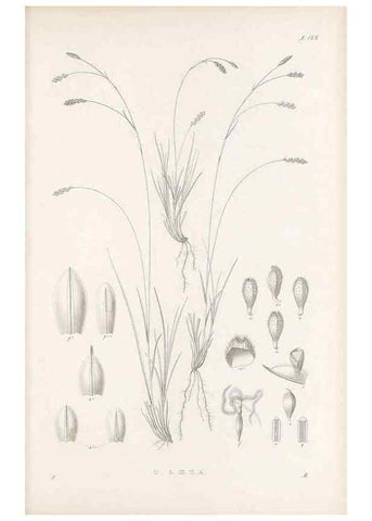 Reproducción/Reproduction 48683105397: Illustrations of the genus Carex. London :William Pamplin,1858-1867.. 