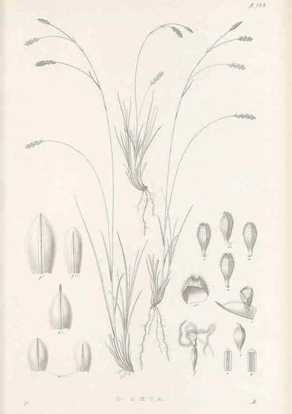Reproducción/Reproduction 48683105397: Illustrations of the genus Carex. London :William Pamplin,1858-1867.. 