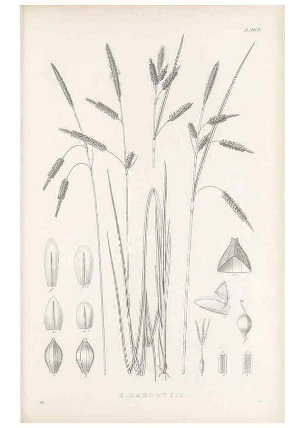Reproducción/Reproduction 48682590678: Illustrations of the genus Carex. London :William Pamplin,1858-1867.. 