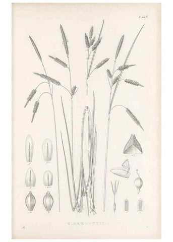 Reproducción/Reproduction 48682590678: Illustrations of the genus Carex. London :William Pamplin,1858-1867.. 