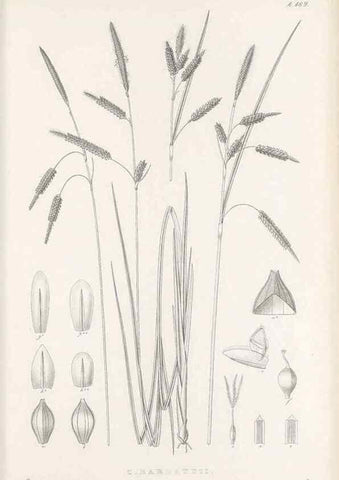 Reproducción/Reproduction 48682590678: Illustrations of the genus Carex. London :William Pamplin,1858-1867.. 