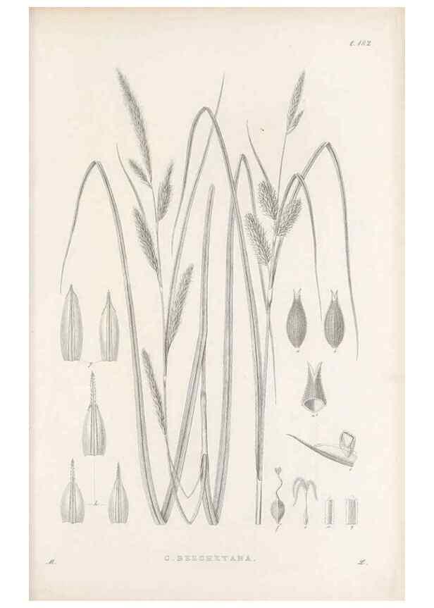 Reproducción/Reproduction 48682588423: Illustrations of the genus Carex. London :William Pamplin,1858-1867.. 
