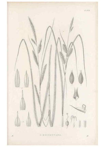 Reproducción/Reproduction 48682588423: Illustrations of the genus Carex. London :William Pamplin,1858-1867.. 