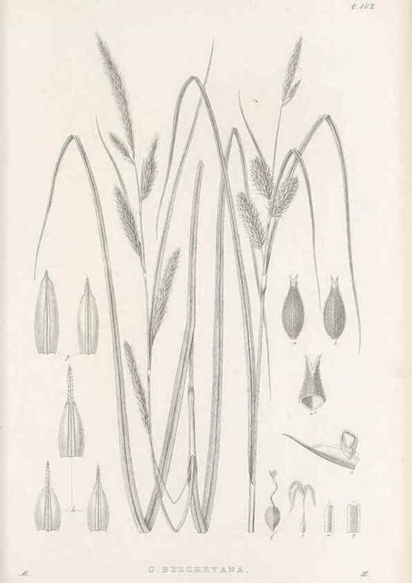 Reproducción/Reproduction 48682588423: Illustrations of the genus Carex. London :William Pamplin,1858-1867.. 