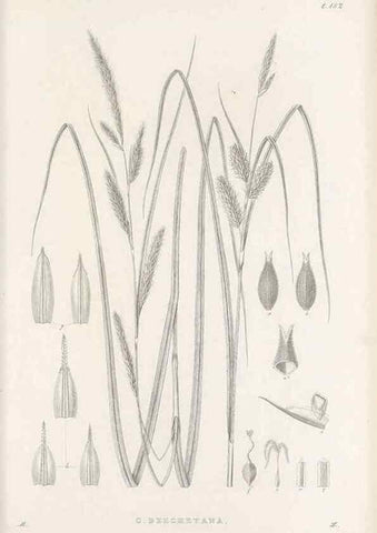 Reproducción/Reproduction 48682588423: Illustrations of the genus Carex. London :William Pamplin,1858-1867.. 