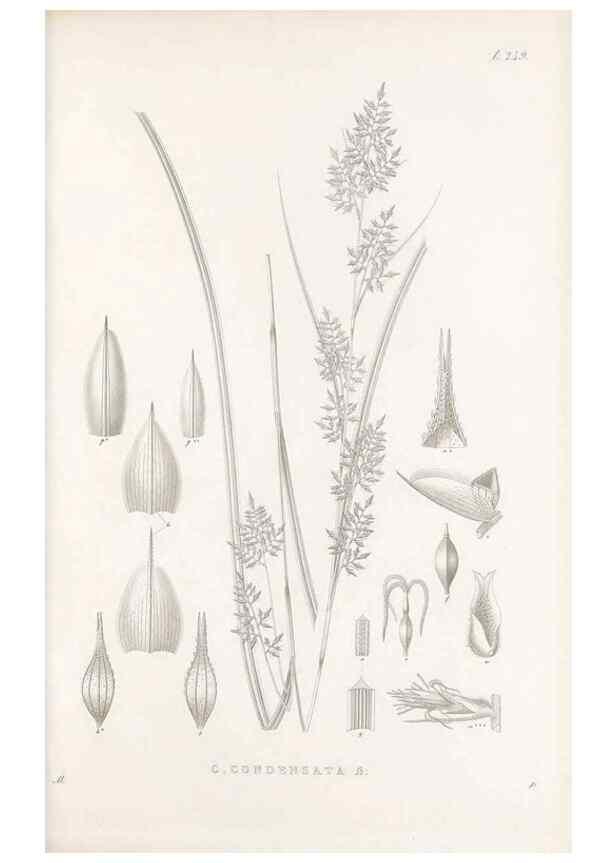 Reproducción/Reproduction 48683014941: Illustrations of the genus Carex. London :William Pamplin,1858-1867.. 