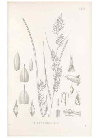 Reproducción/Reproduction 48683014941: Illustrations of the genus Carex. London :William Pamplin,1858-1867.. 