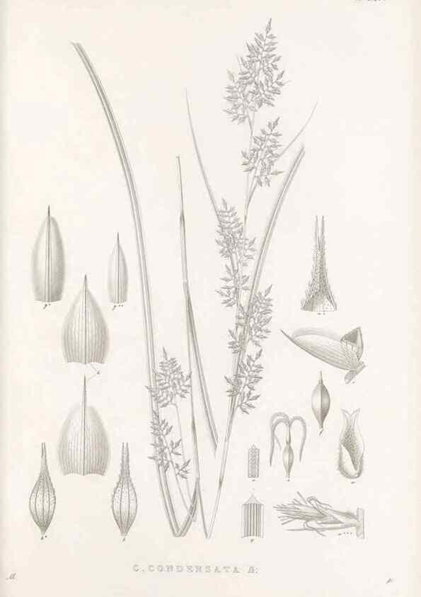 Reproducción/Reproduction 48683014941: Illustrations of the genus Carex. London :William Pamplin,1858-1867.. 