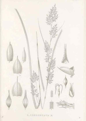 Reproducción/Reproduction 48683014941: Illustrations of the genus Carex. London :William Pamplin,1858-1867.. 