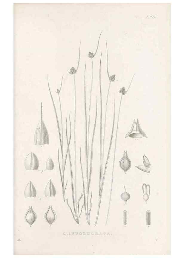 Reproducción/Reproduction 48683002281: Illustrations of the genus Carex. London :William Pamplin,1858-1867.. 
