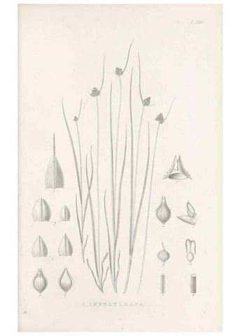 Reproducción/Reproduction 48683002281: Illustrations of the genus Carex. London :William Pamplin,1858-1867.. 