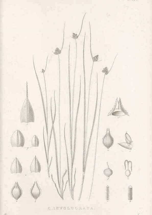Reproducción/Reproduction 48683002281: Illustrations of the genus Carex. London :William Pamplin,1858-1867.. 