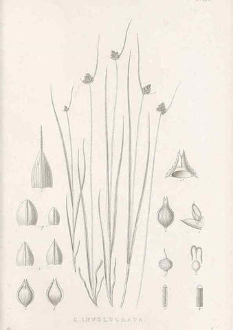 Reproducción/Reproduction 48683002281: Illustrations of the genus Carex. London :William Pamplin,1858-1867.. 