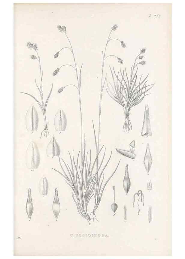 Reproducción/Reproduction 48683003321: Illustrations of the genus Carex. London :William Pamplin,1858-1867.. 