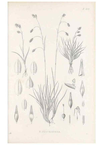 Reproducción/Reproduction 48683003321: Illustrations of the genus Carex. London :William Pamplin,1858-1867.. 