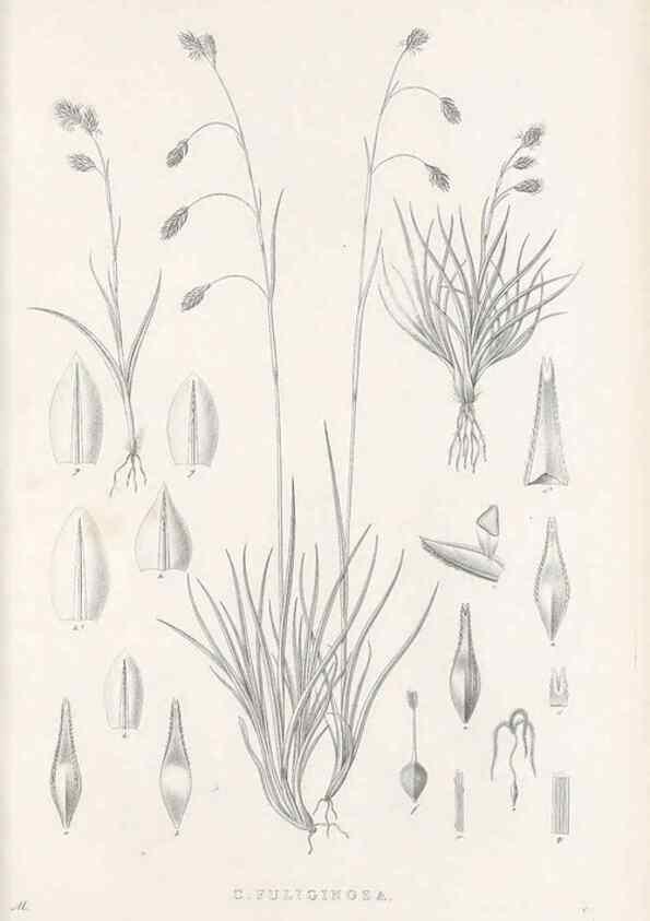 Reproducción/Reproduction 48683003321: Illustrations of the genus Carex. London :William Pamplin,1858-1867.. 