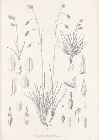 Reproducción/Reproduction 48683003321: Illustrations of the genus Carex. London :William Pamplin,1858-1867.. 
