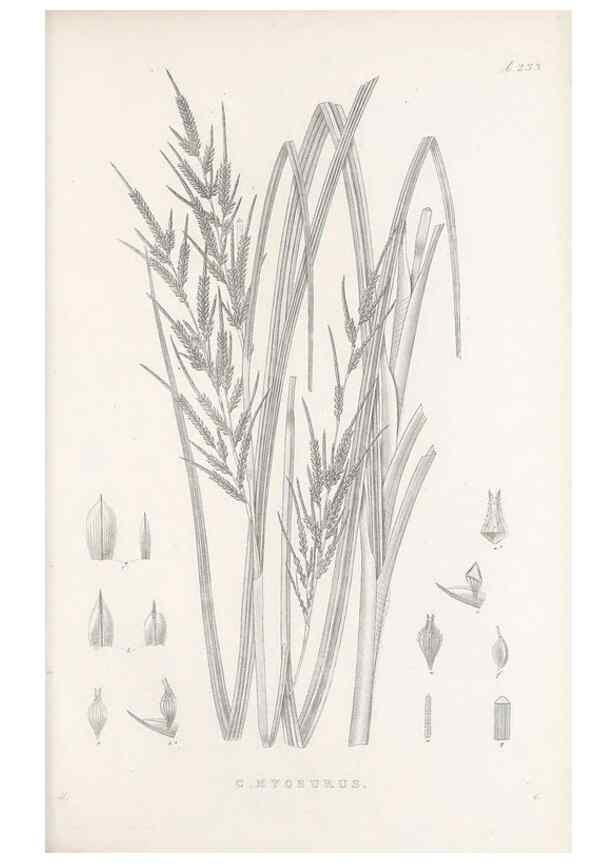 Reproducción/Reproduction 48682670938: Illustrations of the genus Carex. London :William Pamplin,1858-1867.. 