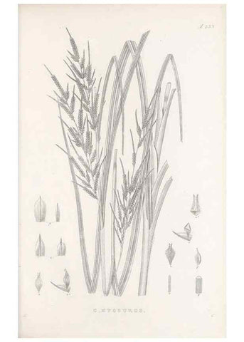 Reproducción/Reproduction 48682670938: Illustrations of the genus Carex. London :William Pamplin,1858-1867.. 