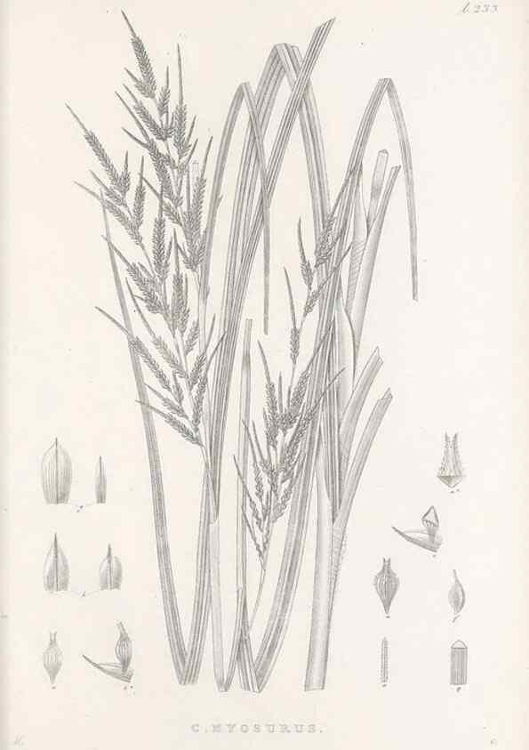 Reproducción/Reproduction 48682670938: Illustrations of the genus Carex. London :William Pamplin,1858-1867.. 
