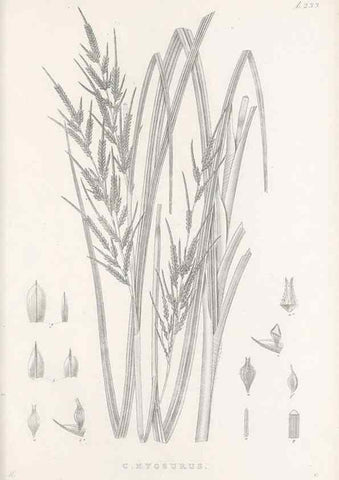 Reproducción/Reproduction 48682670938: Illustrations of the genus Carex. London :William Pamplin,1858-1867.. 