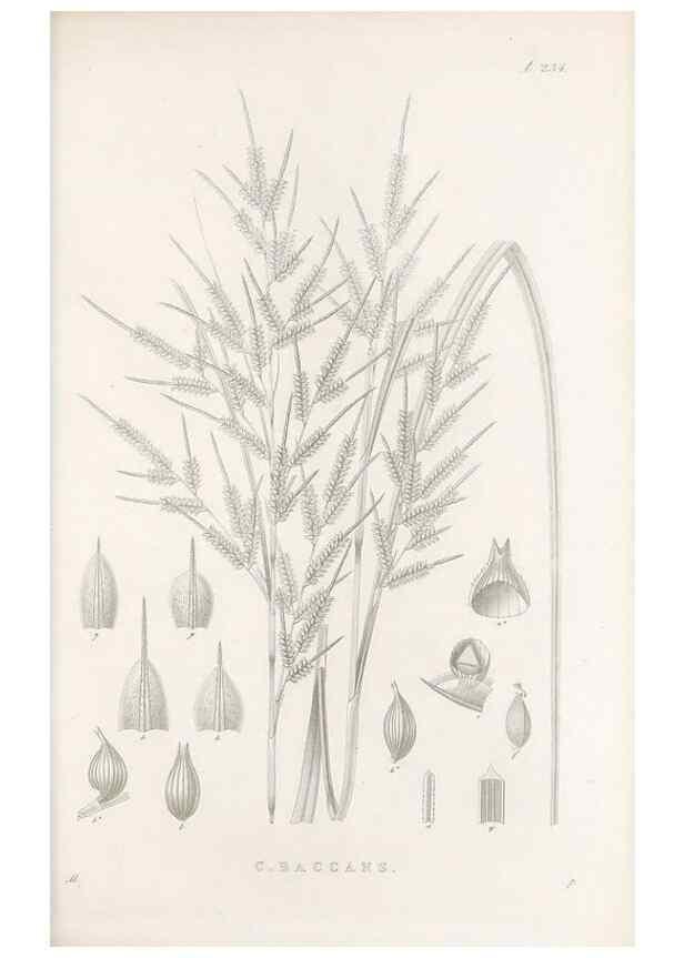 Reproducción/Reproduction 48682671168: Illustrations of the genus Carex. London :William Pamplin,1858-1867.. 