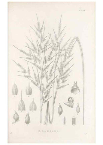 Reproducción/Reproduction 48682671168: Illustrations of the genus Carex. London :William Pamplin,1858-1867.. 
