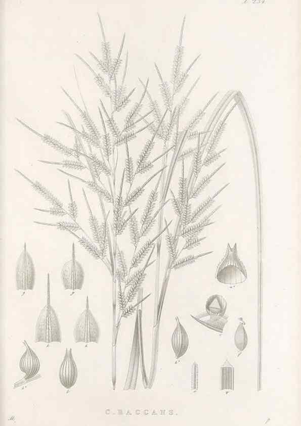 Reproducción/Reproduction 48682671168: Illustrations of the genus Carex. London :William Pamplin,1858-1867.. 