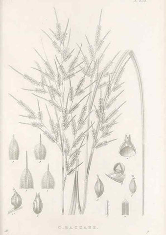 Reproducción/Reproduction 48682671168: Illustrations of the genus Carex. London :William Pamplin,1858-1867.. 