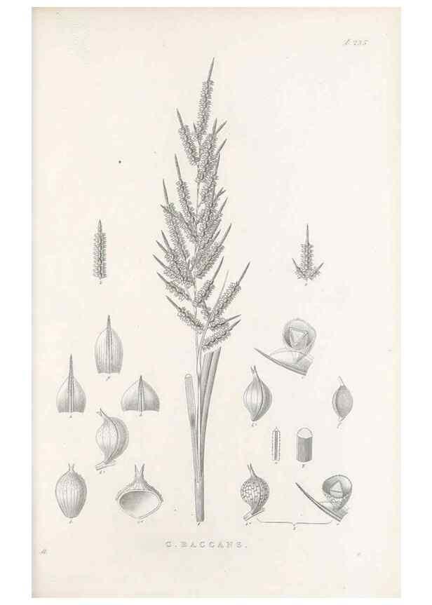 Reproducción/Reproduction 48682671413: Illustrations of the genus Carex. London :William Pamplin,1858-1867.. 