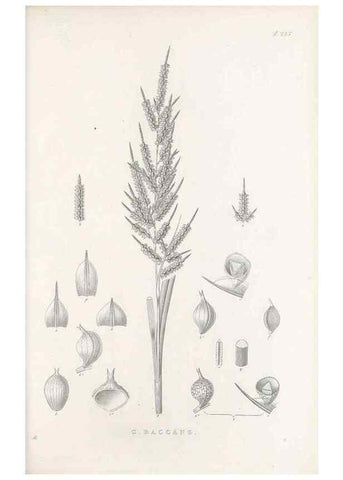 Reproducción/Reproduction 48682671413: Illustrations of the genus Carex. London :William Pamplin,1858-1867.. 