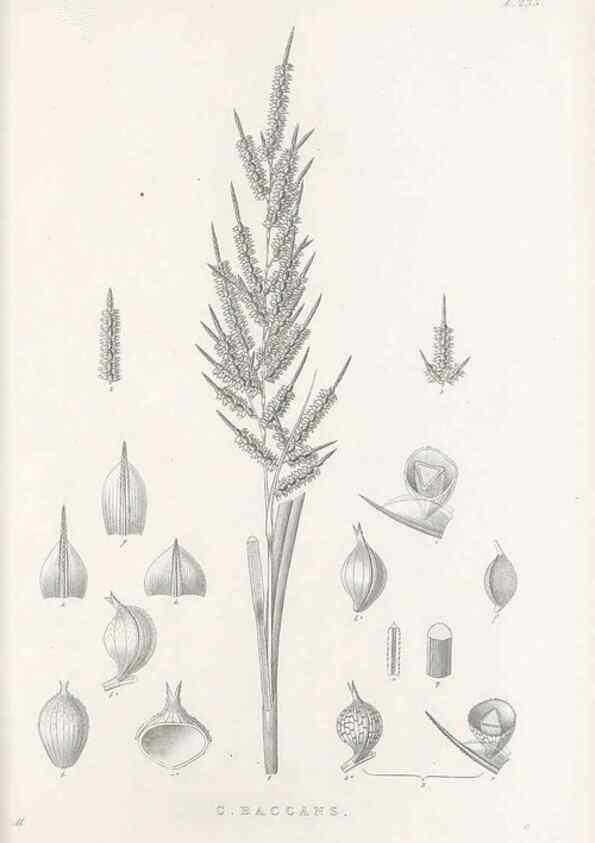Reproducción/Reproduction 48682671413: Illustrations of the genus Carex. London :William Pamplin,1858-1867.. 