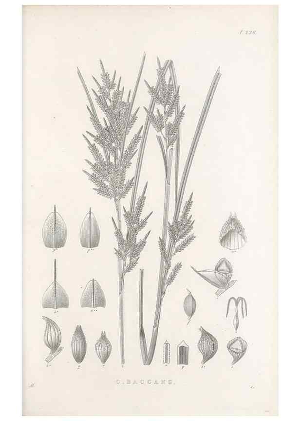 Reproducción/Reproduction 48683186202: Illustrations of the genus Carex. London :William Pamplin,1858-1867.. 