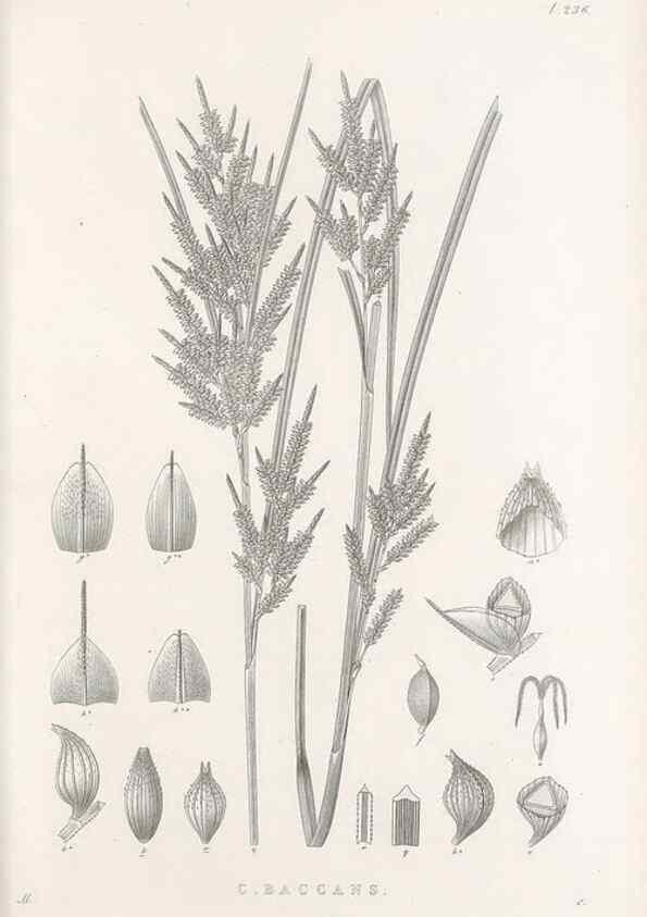 Reproducción/Reproduction 48683186202: Illustrations of the genus Carex. London :William Pamplin,1858-1867.. 