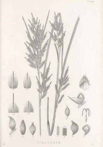 Reproducción/Reproduction 48683186202: Illustrations of the genus Carex. London :William Pamplin,1858-1867.. 