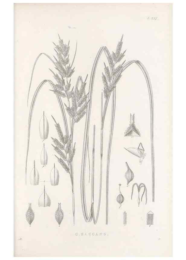Reproducción/Reproduction 48683186647: Illustrations of the genus Carex. London :William Pamplin,1858-1867.. 