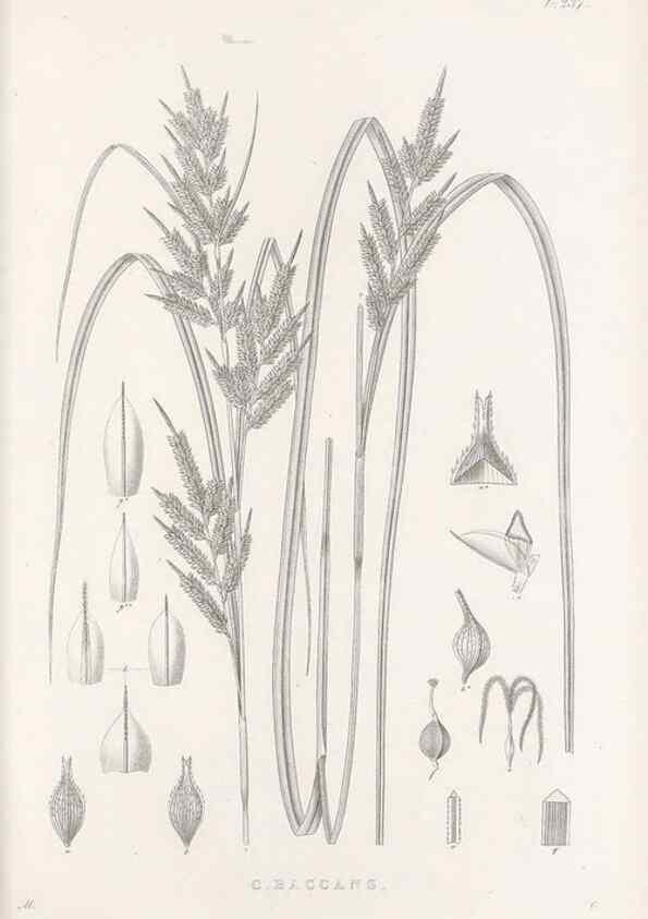 Reproducción/Reproduction 48683186647: Illustrations of the genus Carex. London :William Pamplin,1858-1867.. 