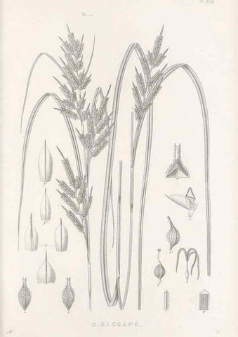 Reproducción/Reproduction 48683186647: Illustrations of the genus Carex. London :William Pamplin,1858-1867.. 