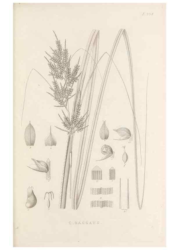 Reproducción/Reproduction 48683011221: Illustrations of the genus Carex. London :William Pamplin,1858-1867.. 