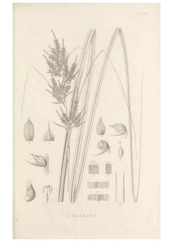Reproducción/Reproduction 48683011221: Illustrations of the genus Carex. London :William Pamplin,1858-1867.. 