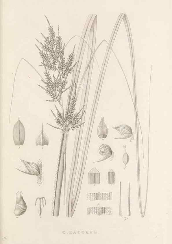 Reproducción/Reproduction 48683011221: Illustrations of the genus Carex. London :William Pamplin,1858-1867.. 