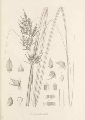 Reproducción/Reproduction 48683011221: Illustrations of the genus Carex. London :William Pamplin,1858-1867.. 