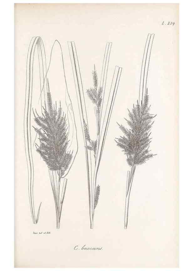 Reproducción/Reproduction 48683187202: Illustrations of the genus Carex. London :William Pamplin,1858-1867.. 