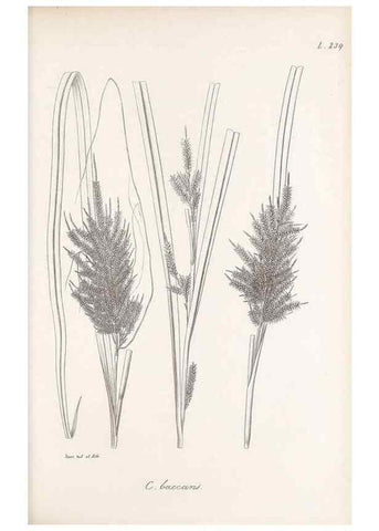 Reproducción/Reproduction 48683187202: Illustrations of the genus Carex. London :William Pamplin,1858-1867.. 