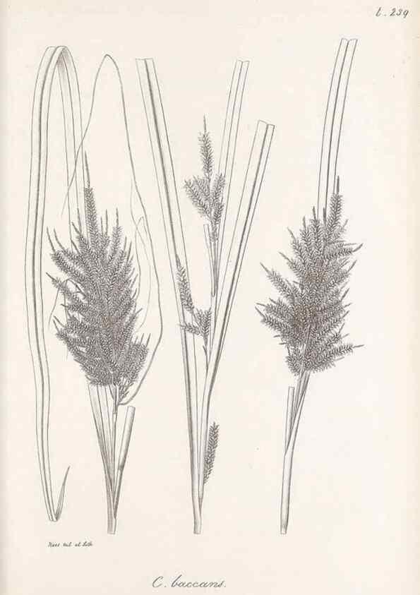 Reproducción/Reproduction 48683187202: Illustrations of the genus Carex. London :William Pamplin,1858-1867.. 
