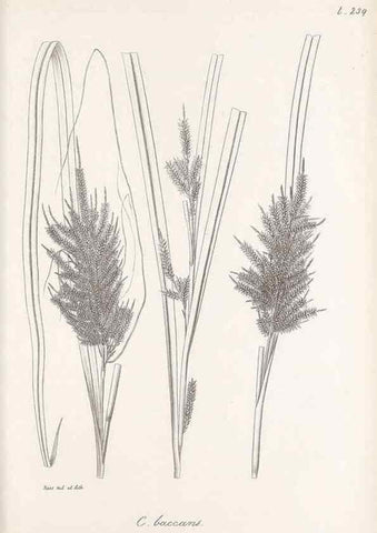 Reproducción/Reproduction 48683187202: Illustrations of the genus Carex. London :William Pamplin,1858-1867.. 