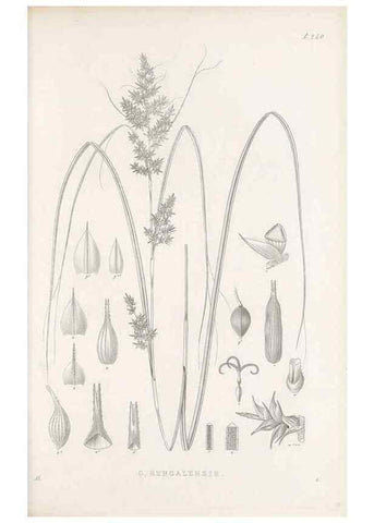 Reproducción/Reproduction 48683187472: Illustrations of the genus Carex. London :William Pamplin,1858-1867.. 